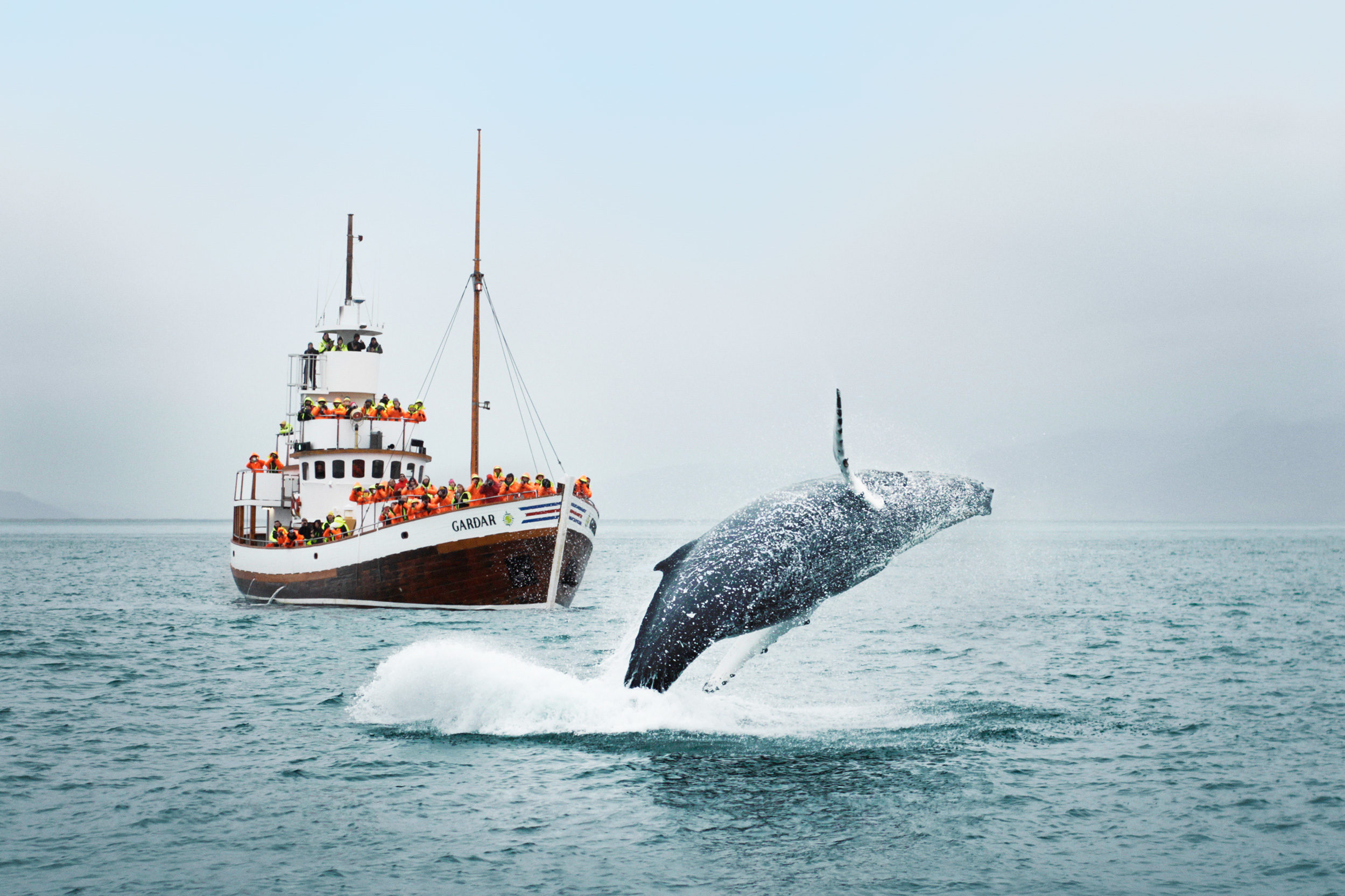 Whale Watching Iceland | Guided Excursion & Tours in Iceland